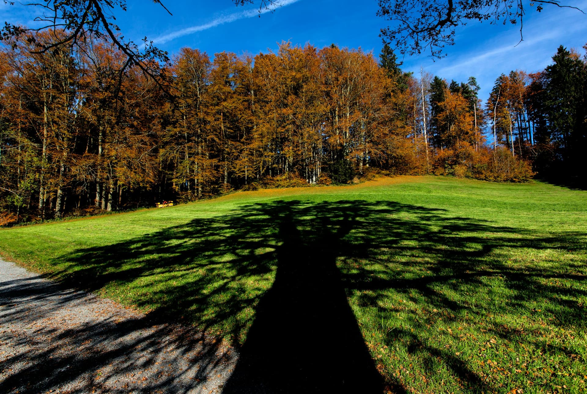 Shadow of a tree cast on a green lawn with autumn forest in the background