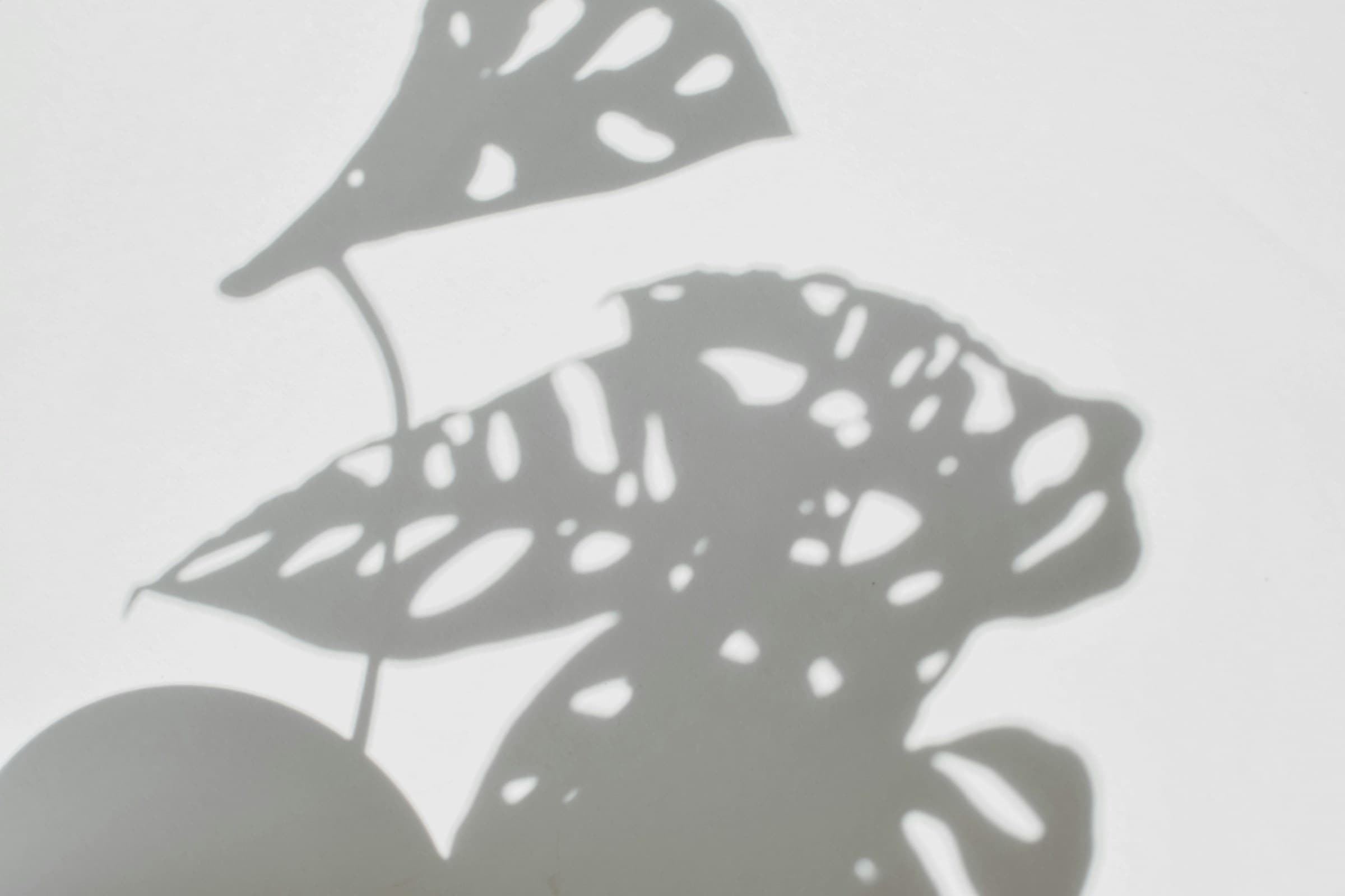 Shadows of two perforated monstera leaves cast on a plain white wall