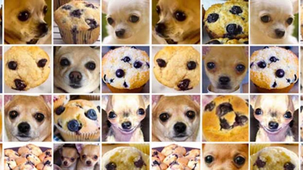 Chihuahua vs. muffin - mem